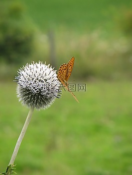 蝴蝶,草地,薊