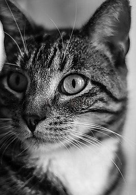 貓,貓的,動物