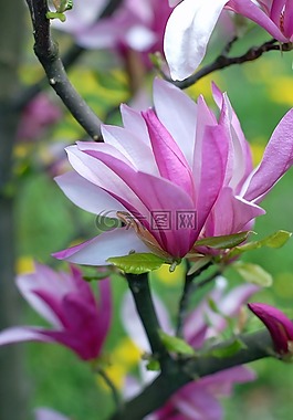 粉紅色,白,玉蘭