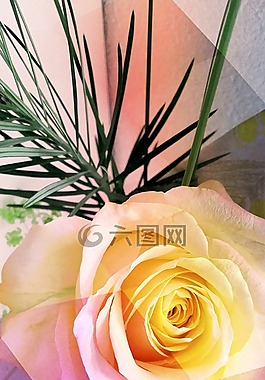 玫瑰,鮮花,黃色