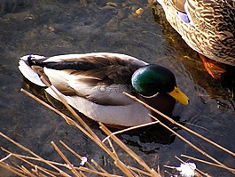 鴨,鳧,野生