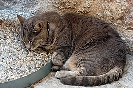 灰色,虎斑猫,猫