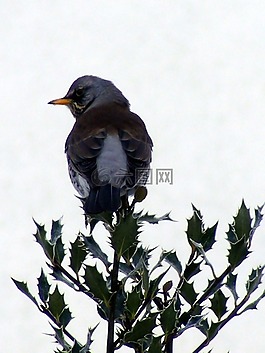 鳥,藍色,冬青