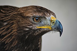 金鷹,捕食鳥,蘇格蘭