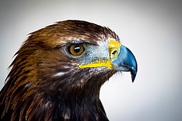 金鷹,捕食鳥,蘇格蘭