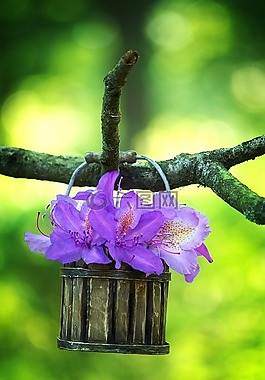 杜鵑,紫,開花