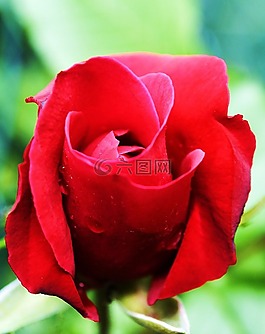 玫瑰,紅色,花