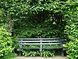 長(zhǎng)凳,葉子,公園