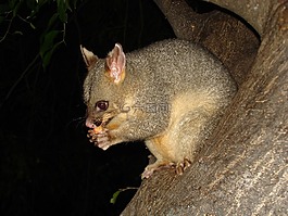 possum,野生动物,有袋动物