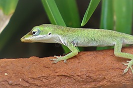 爬行動物,蜥蜴,小