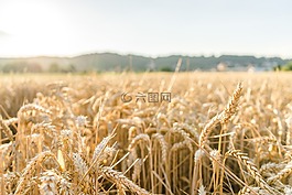 字段,太陽,夏季