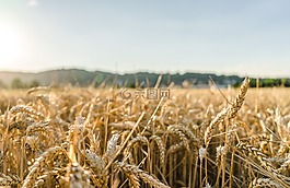 字段,太陽,夏季