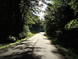 路,森林,路徑