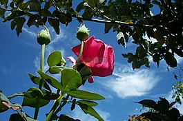 花,鮮花,玫瑰