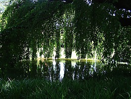 公園,池,水