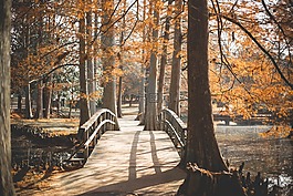 橋,公園,目睹