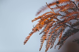 葉,太陽(yáng),天空