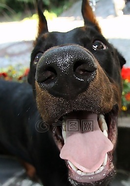 杜伯文犬,狗,宠物