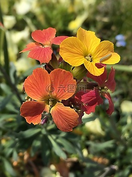 花卉,鮮花,昆蟲