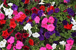 矮牽牛,花,顏色