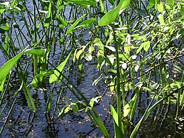 湖,植物,成長
