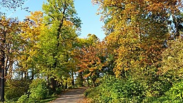 秋季,多彩的樹葉,秋天的公園
