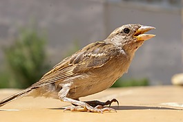麻雀,鳥(niǎo),春天