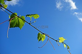 履帶板,常春藤,植物