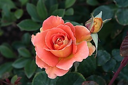 玫瑰,盛開,花