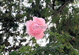 鮮花,自然,季節(jié)