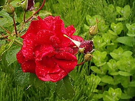 紅色,玫瑰,雨
