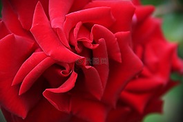 玫瑰,紅色,鮮花