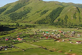 蒙古,綠色,草
