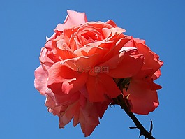 粉紅色,玫瑰,花