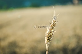 字段,太陽,夏季