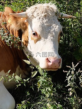 奶牛,农业,kuhschnauze