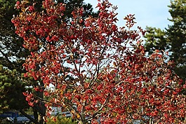 rowanberries,布什,水果