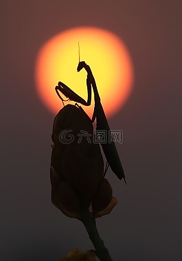 螳螂,prayingmantis,日落