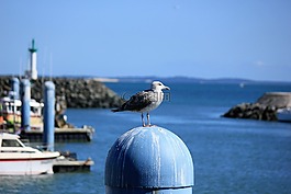鳥,奧萊龍島,海