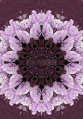 花,風(fēng)信子,花園