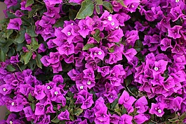 九重葛,鲜花,紫色