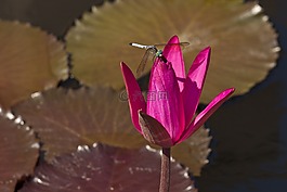 水百合,花,粉紅色