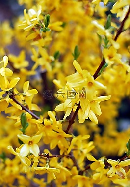 春,黃色,鮮花