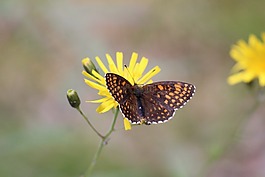 蝴蝶,花,昆蟲(chóng)