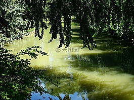自然,樹,池