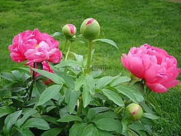 花園,春,花