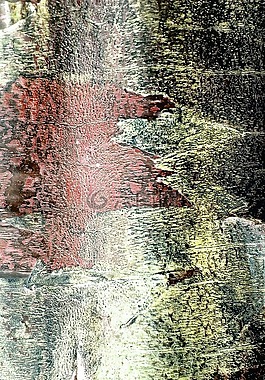 那些,背景,樹(shù)