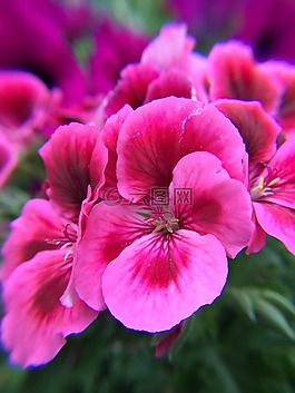 花,夏季,花園
