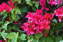 九重葛,鮮花,粉紅色