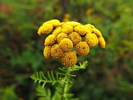 花,黃色,植物
